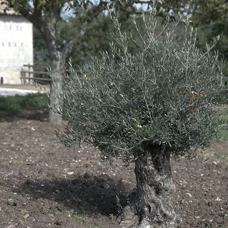 Il Parco Alloggio per agriturismo Nusco
